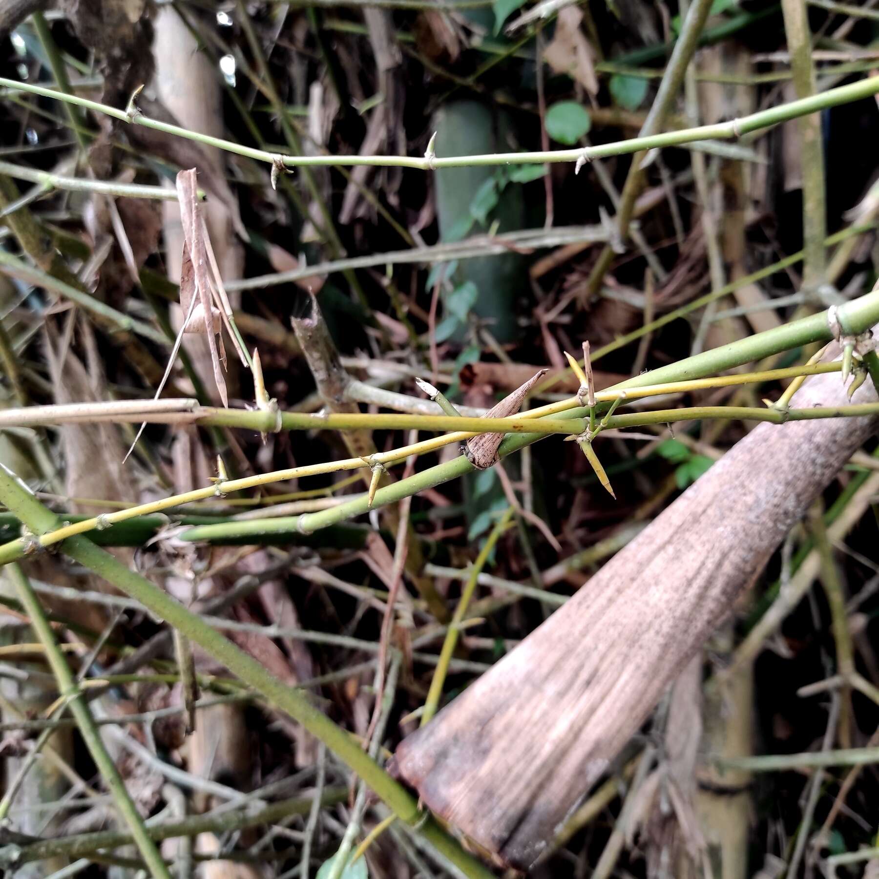 Image of Indian Thorny Bamboo