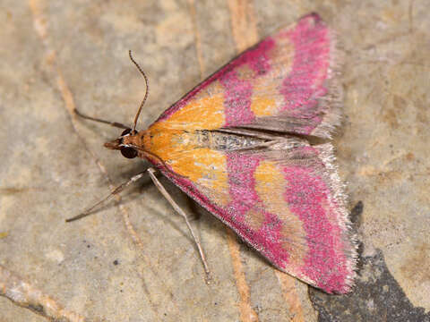 Image of Pyrausta virginalis Duponchel