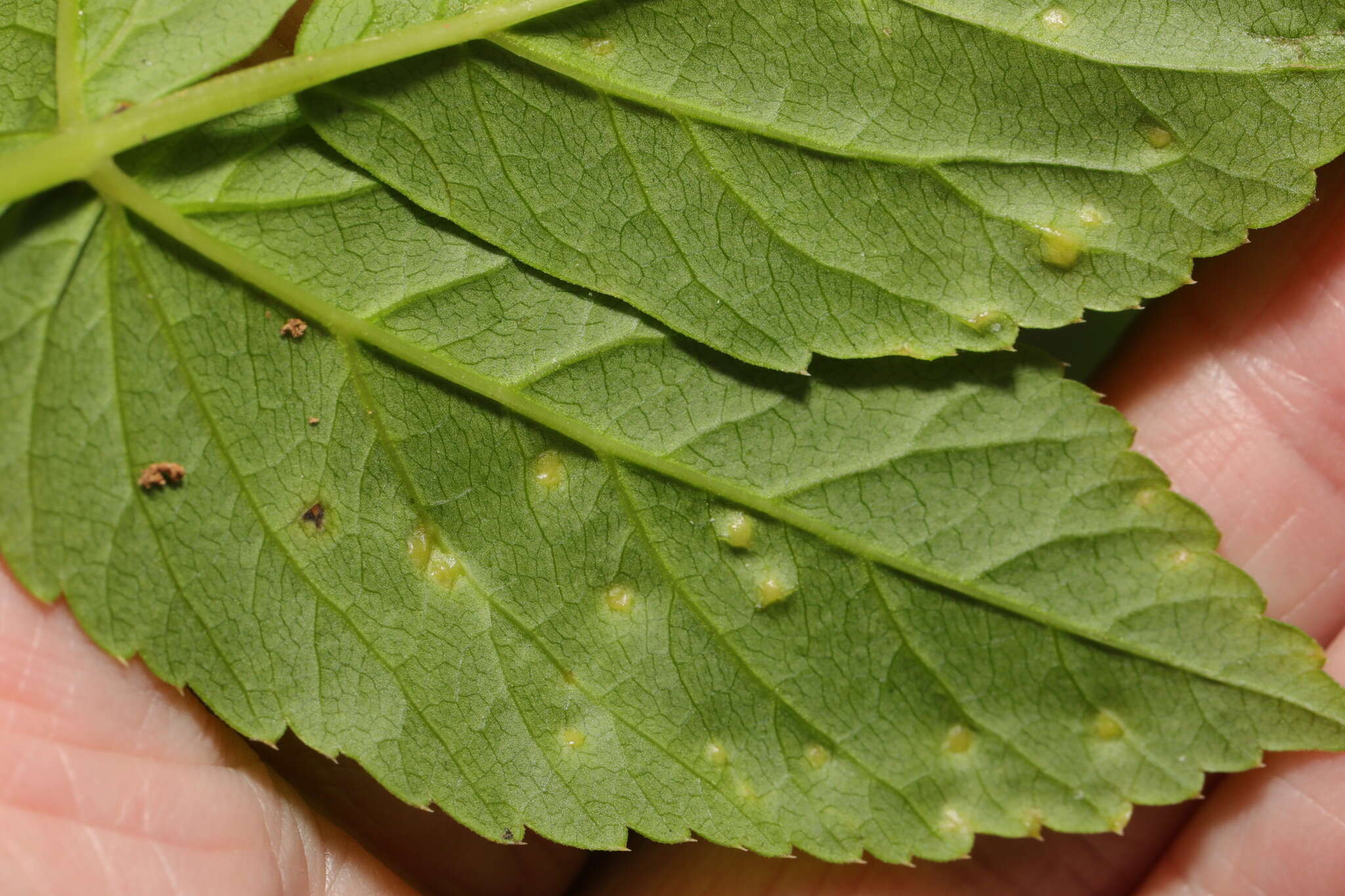 Image of Protomyces