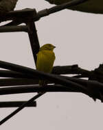 Image of Saffron Finch