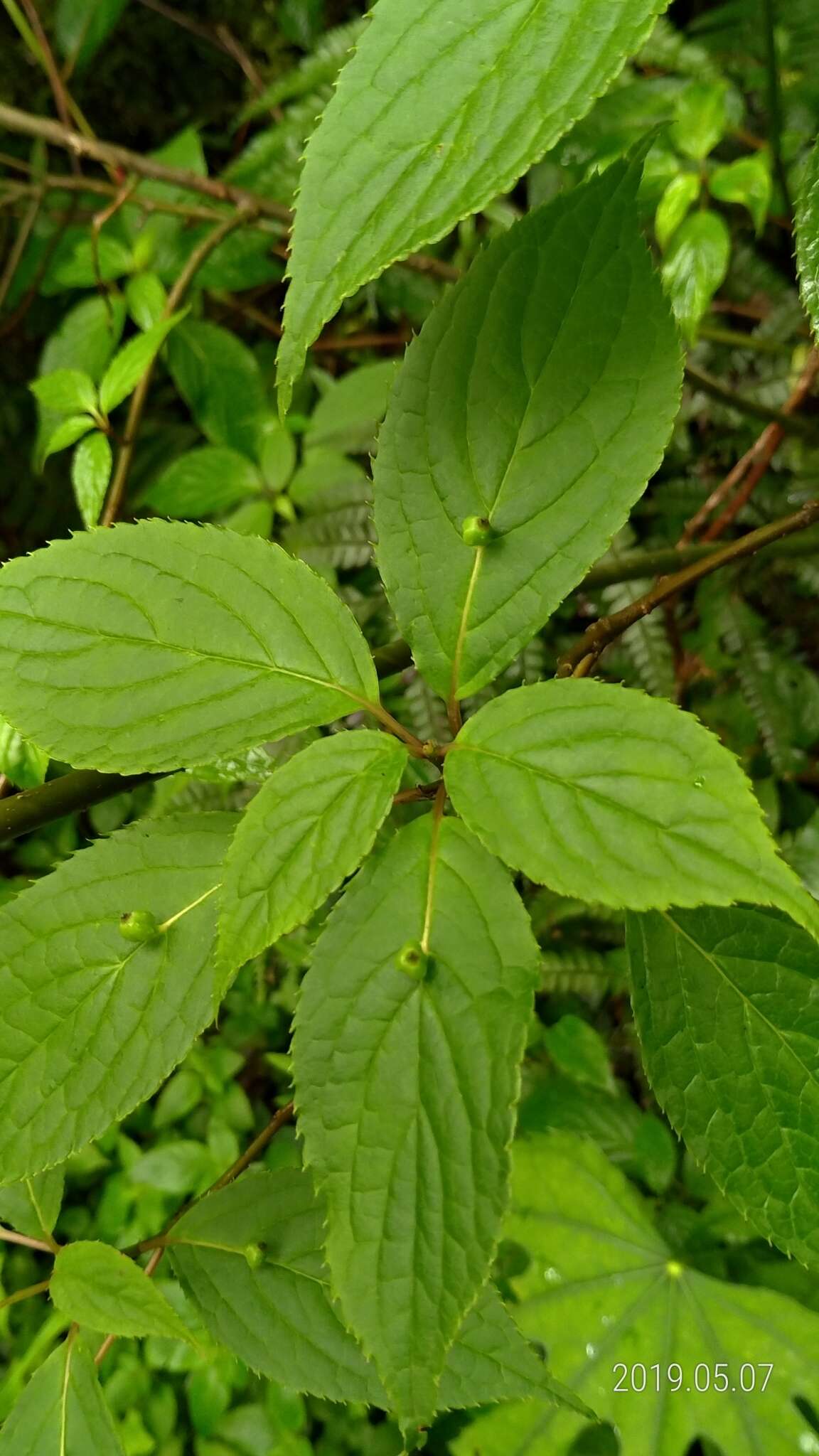 Image of Helwingia japonica subsp. liukiuensis (Hatusima) H. Hara & S. Kurosawa