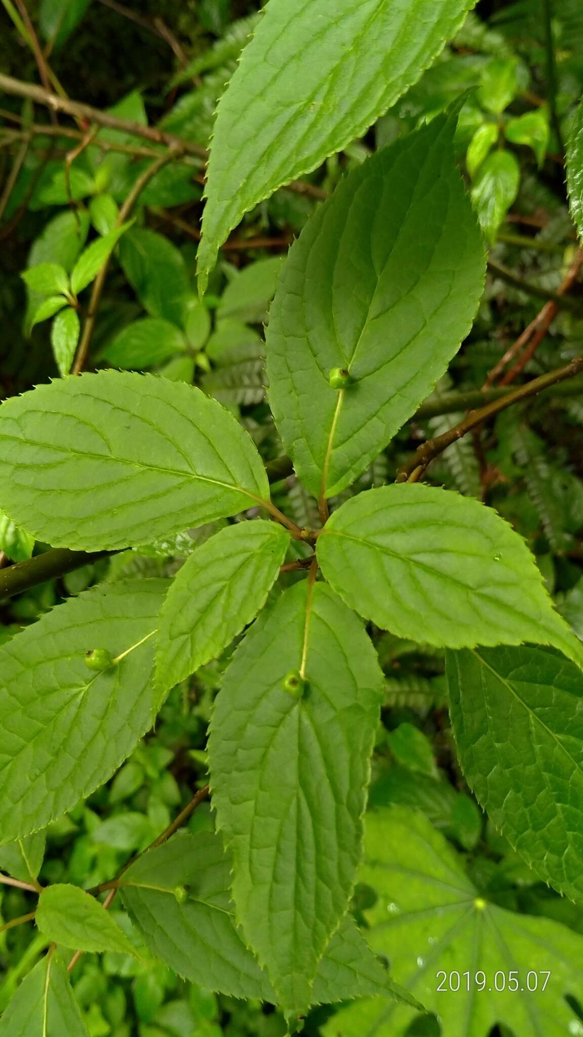 Helwingia japonica subsp. liukiuensis (Hatusima) H. Hara & S. Kurosawa resmi