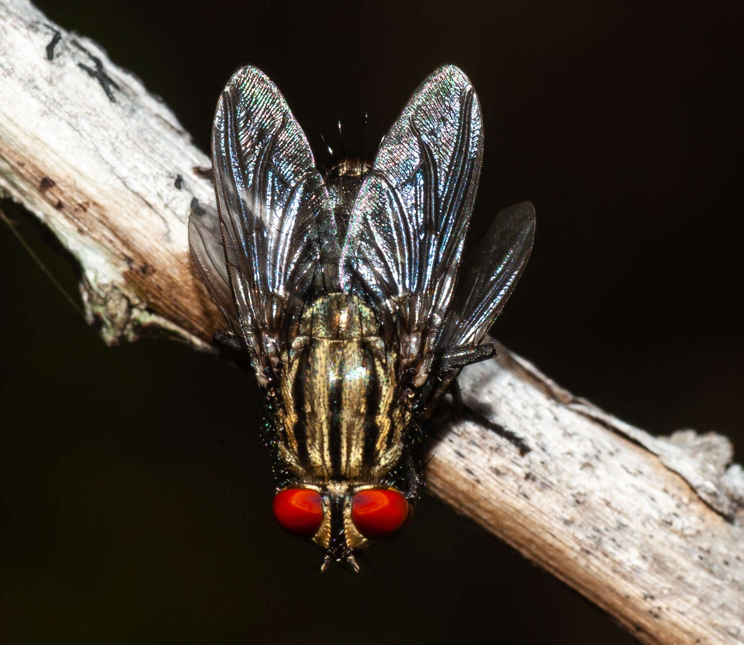 Image of Sarcophagidae