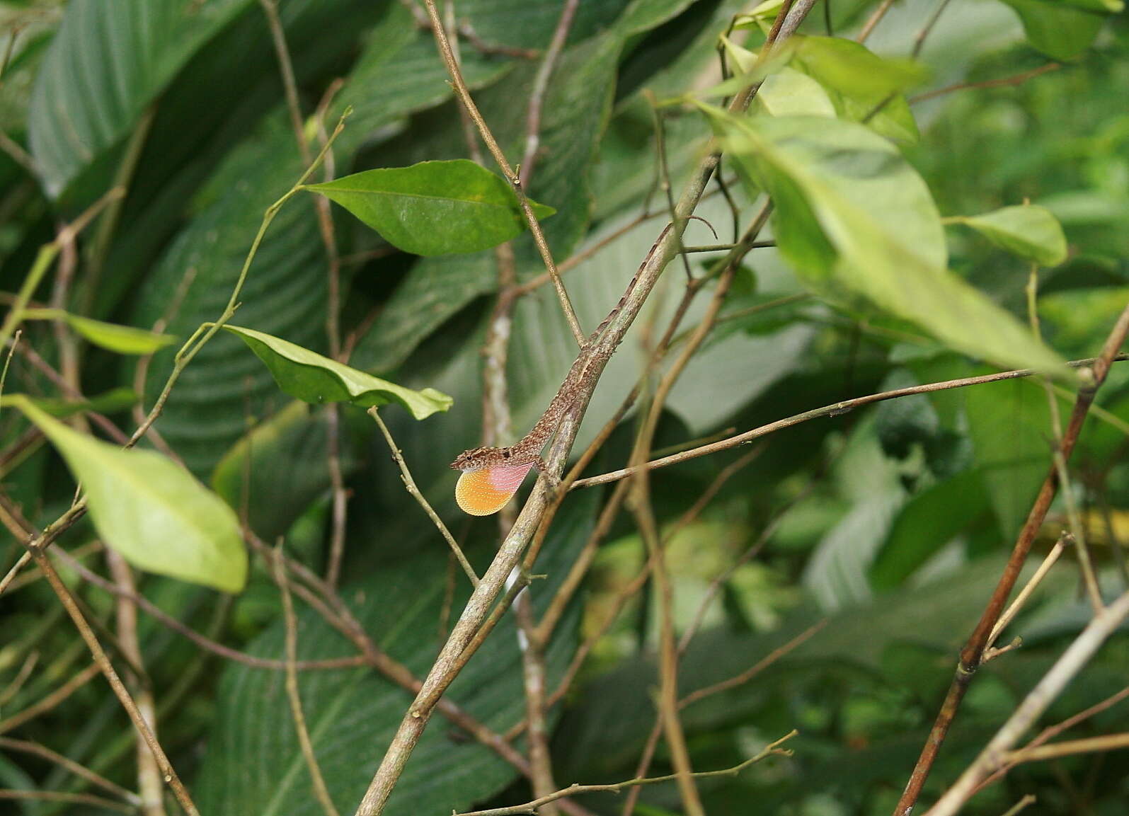 Image of Anolis tolimensis Werner 1916