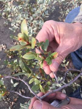 Image of Setchell's Willow