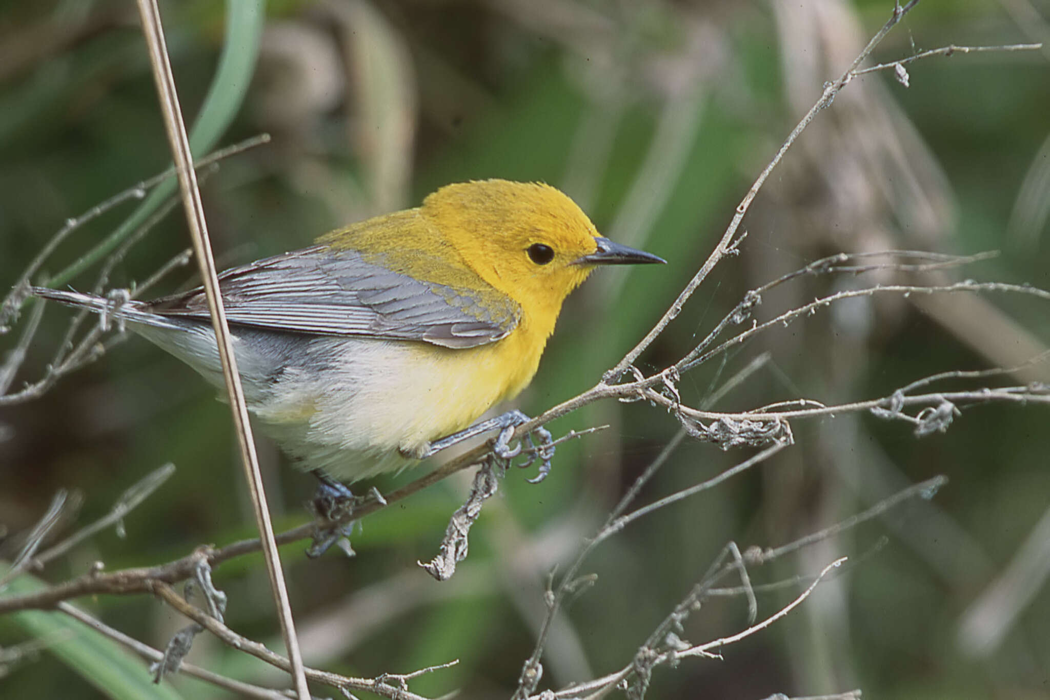 Image of Protonotaria Baird & SF 1858