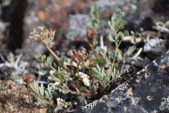 Plancia ëd Podistera yukonensis Mathias & Constance