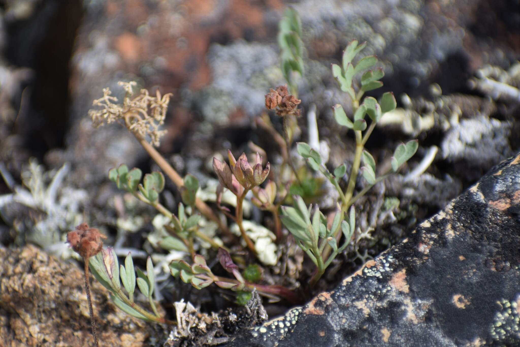 Image of Yukon podistera