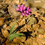 Image of Ixia parva Goldblatt & J. C. Manning