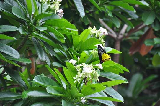 Image of <i>Troides magellanus sonani</i> Matsumura 1932