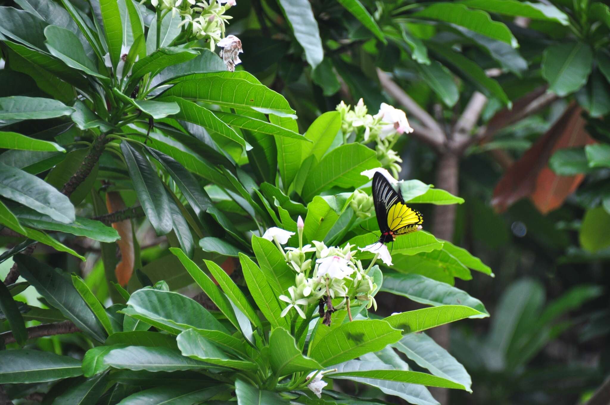 Plancia ëd <i>Troides magellanus sonani</i> Matsumura 1932