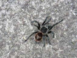 Image of Brazilian Redrump Tarantula