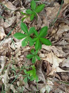 Image of dwarf cinquefoil