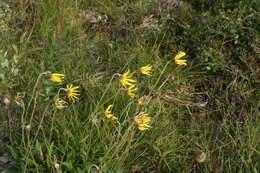 Image of nodding arnica