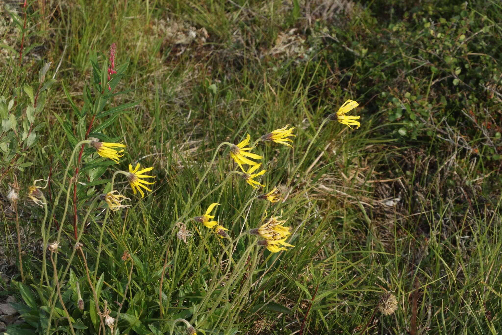 Image of nodding arnica