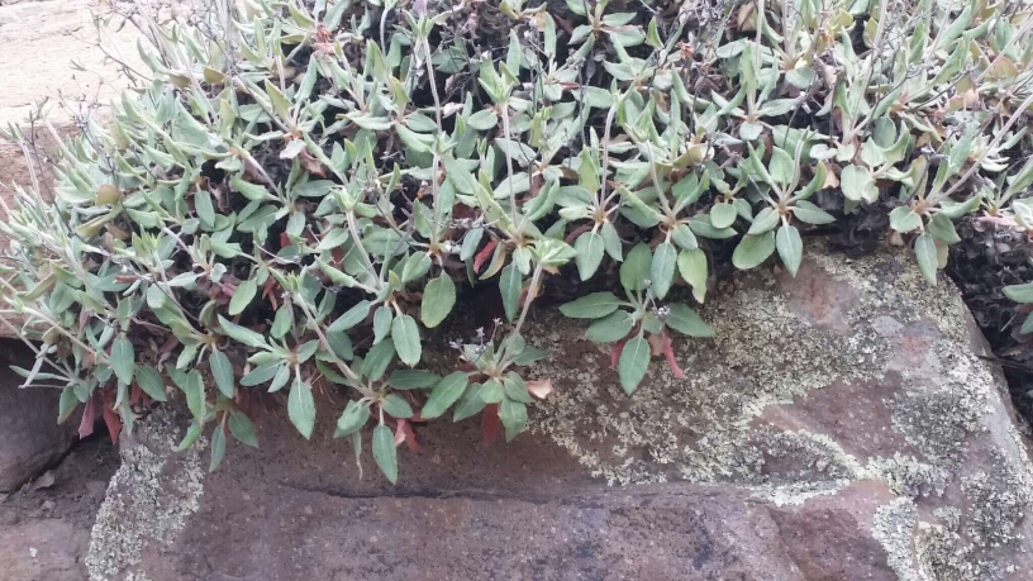 Image of James' buckwheat
