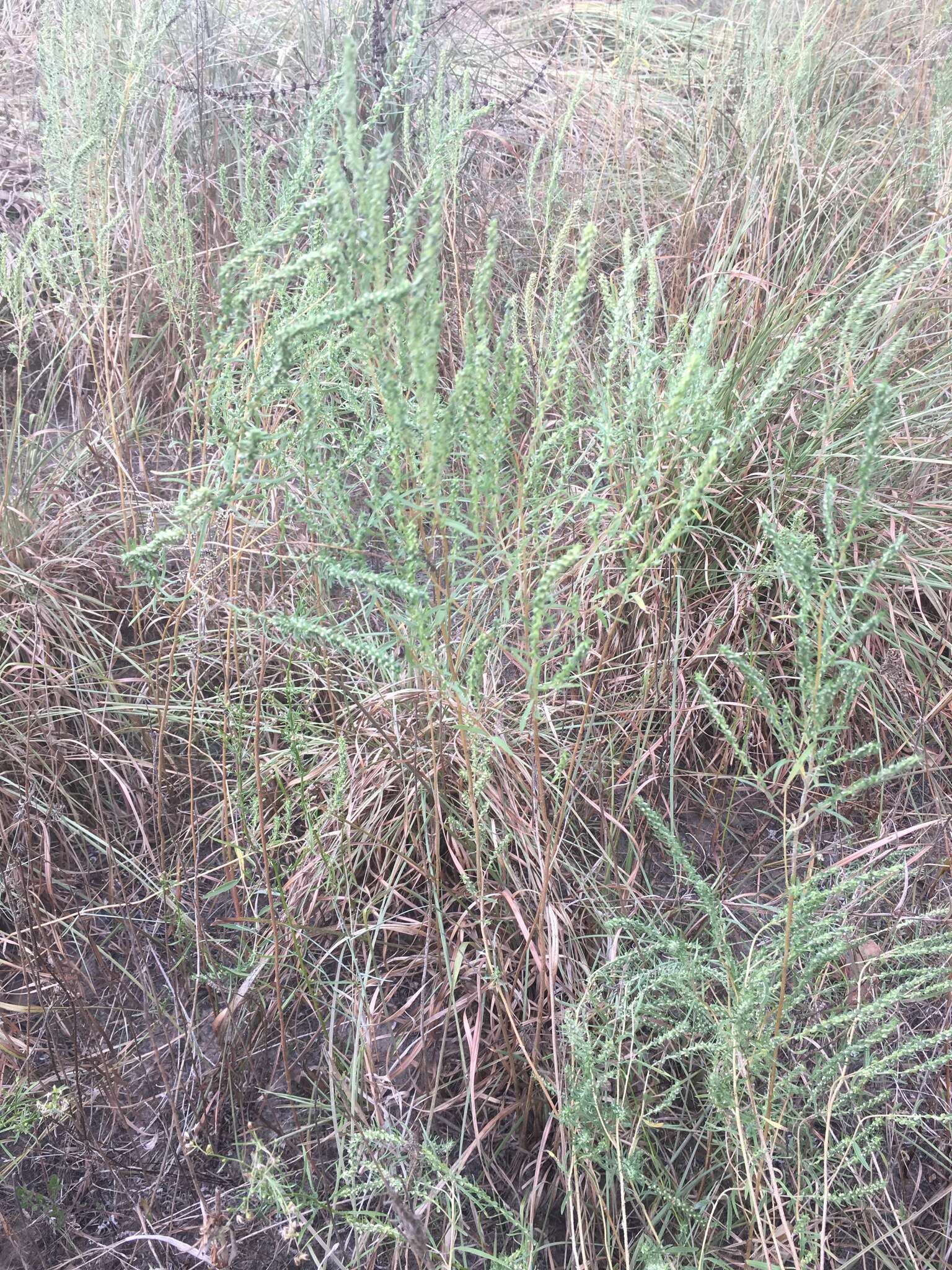 Image of narrowleaf marsh elder