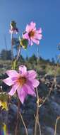 Image of Dahlia tubulata P. D. Sorensen