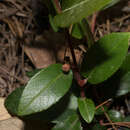 Rhamnus rosei M. C. Johnst. & L. A. Johnston的圖片