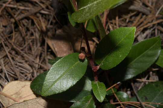 Plancia ëd Rhamnus rosei M. C. Johnst. & L. A. Johnston