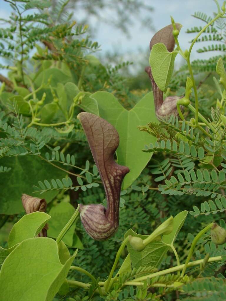 Image de Aristolochia argentina Griseb.