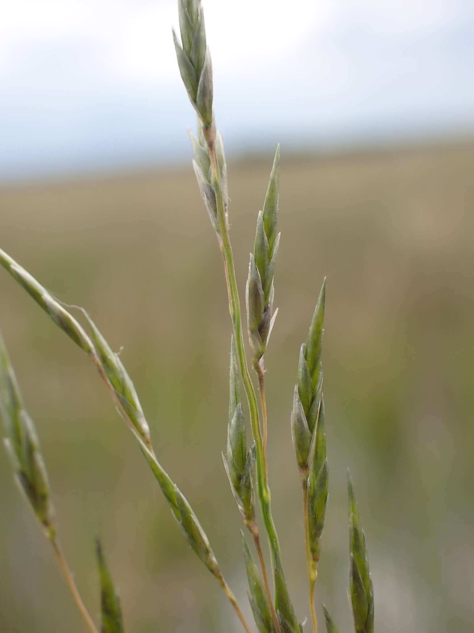 Image of Eragrostis infecunda J. M. Black