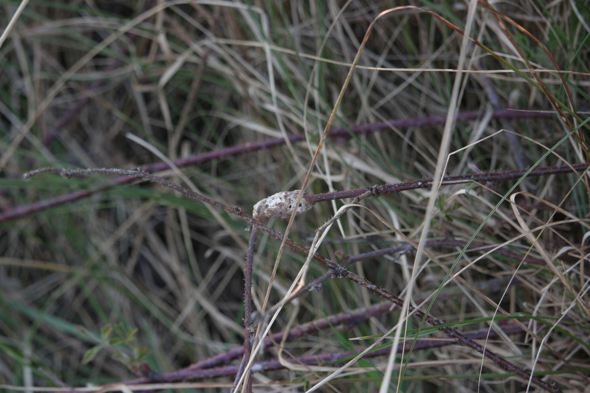 Image of Diastrophus rubi (Bouché 1834)