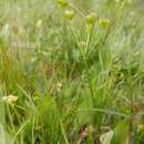 Image of Knoke's biscuitroot