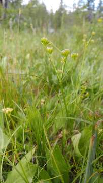 Image of Knoke's biscuitroot