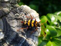 Image of Leptura aurulenta Fabricius 1793