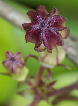 Image of Ceropegia media (Huber) M. Y. Ansari