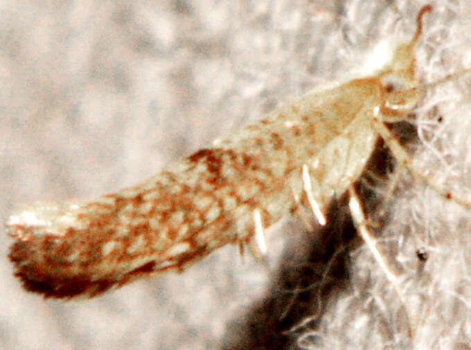 Image of Speckled Argyresthia