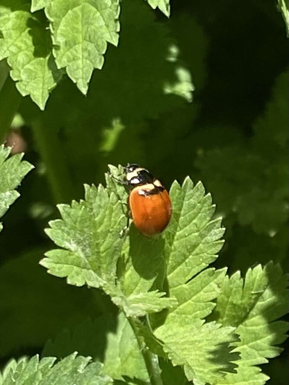 Image of Coccinella trifasciata subversa Le Conte 1854