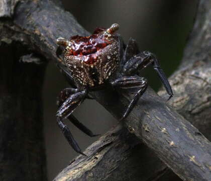 Image of Aratus pacificus Thiercelin & Schubart 2014