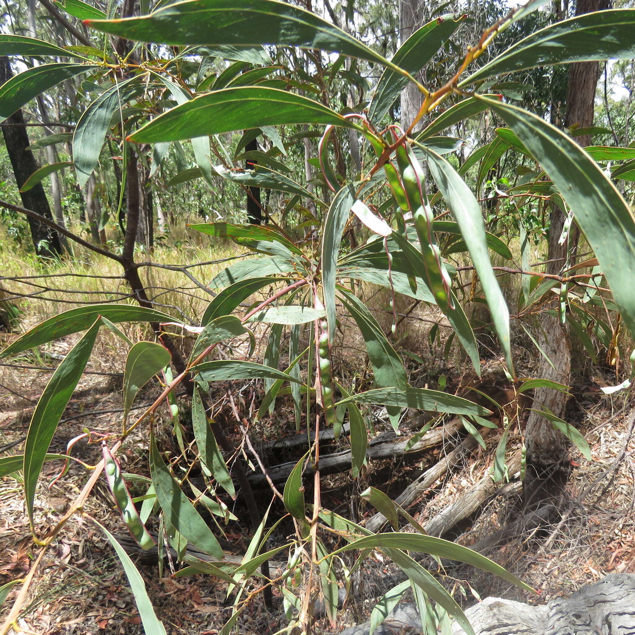 Слика од Acacia falcata Willd.