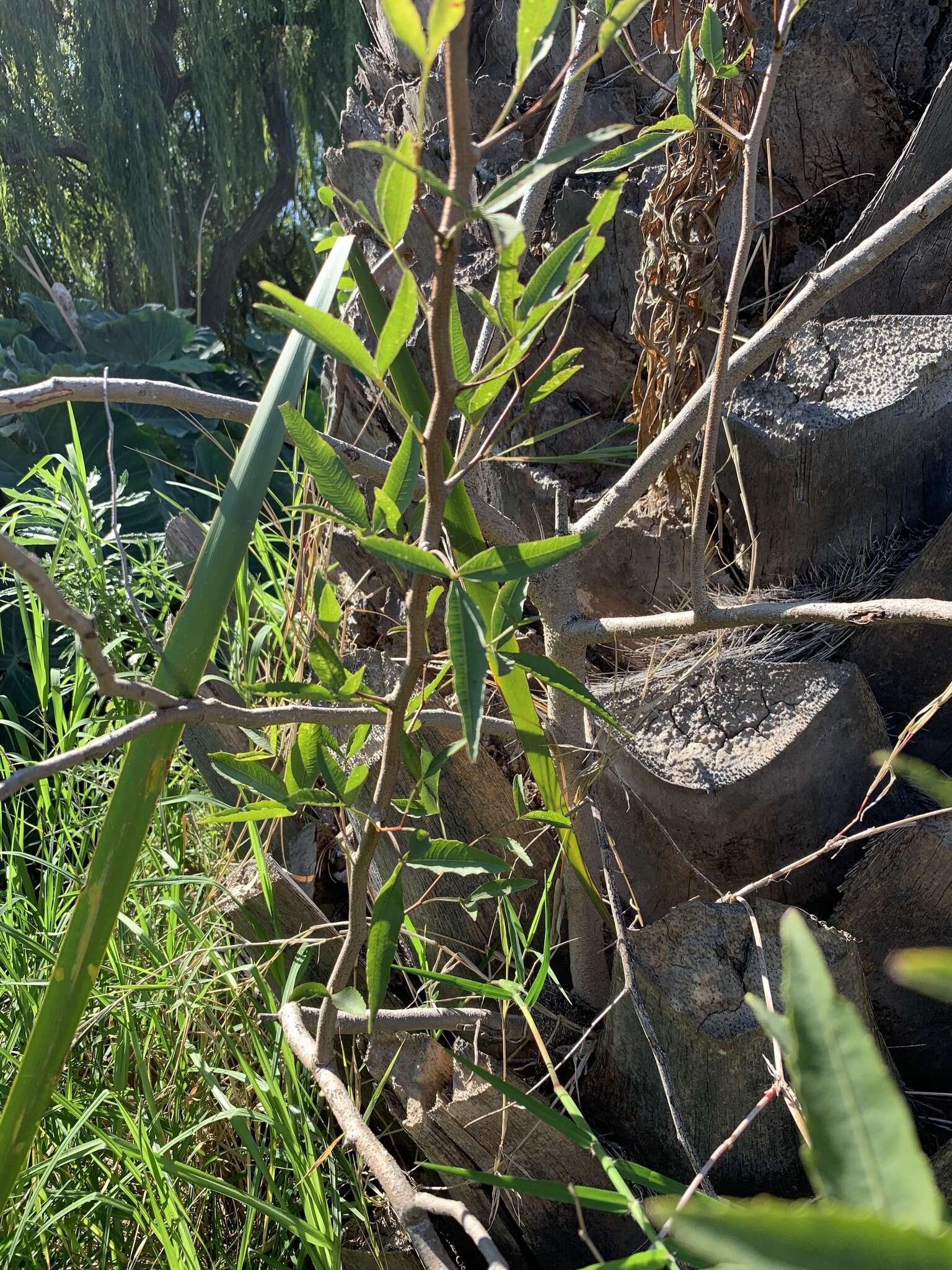 Image of Searsia pendulina (Jacq.) Moffett