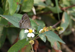 Image of Ypthima lisandra Cramer 1782