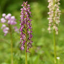 Image of Orchis spuria Rchb. fil.