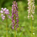 Image de Orchis spuria Rchb. fil.