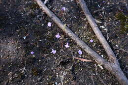 Image of Utricularia simplex R. Br.