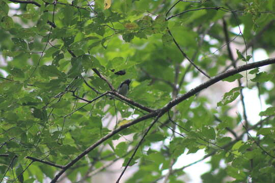 Image of Black-throated Blue Warbler