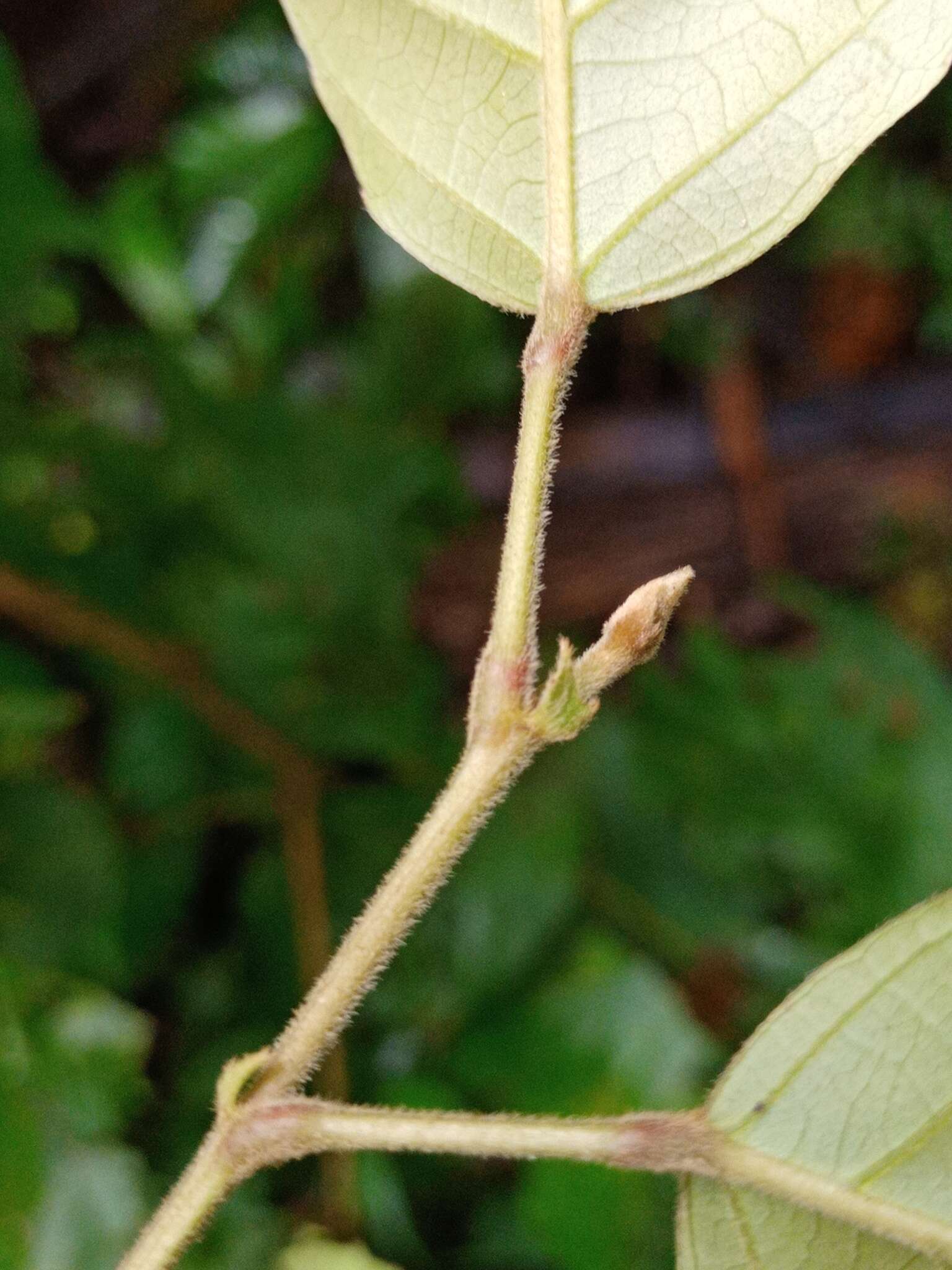 Image of Elaeocarpus stipularis Bl.