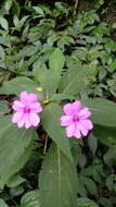 Image of Broad-petaled Balsam