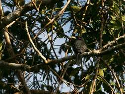 Image of Yellow-billed Nunbird