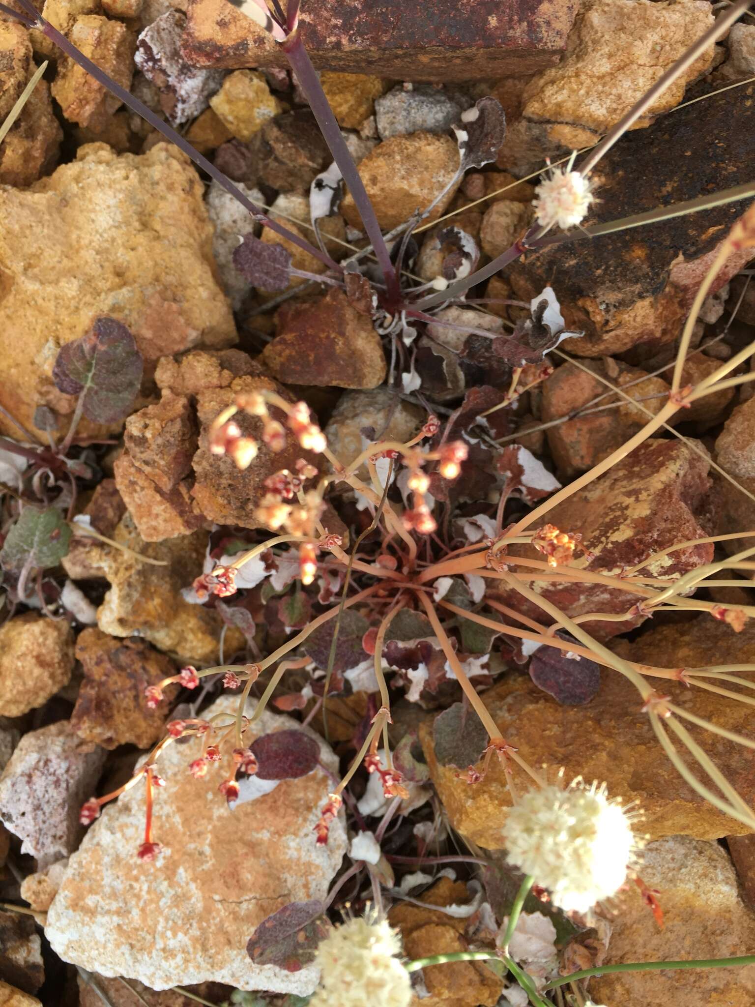 Imagem de Eriogonum nudum var. oblongifolium S. Wats.