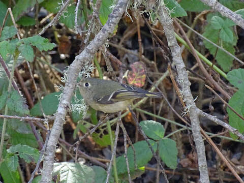 Image of goldcrests and kinglets