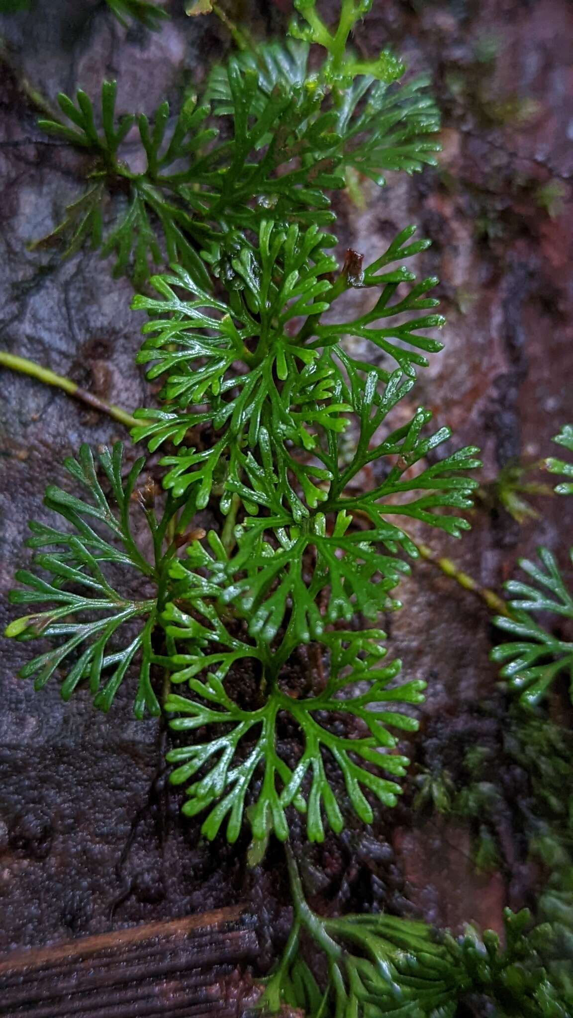 Image de Elaphoglossum peltatum (Sw.) Urb.