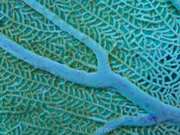 Image of Caribbean sea fan