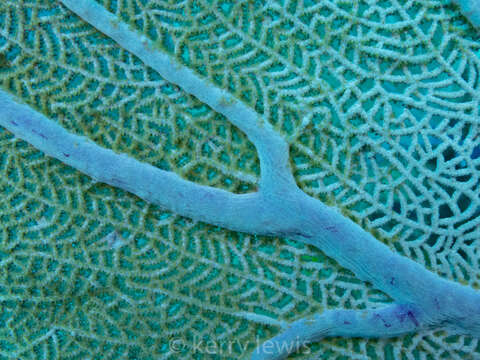 Image of Caribbean sea fan