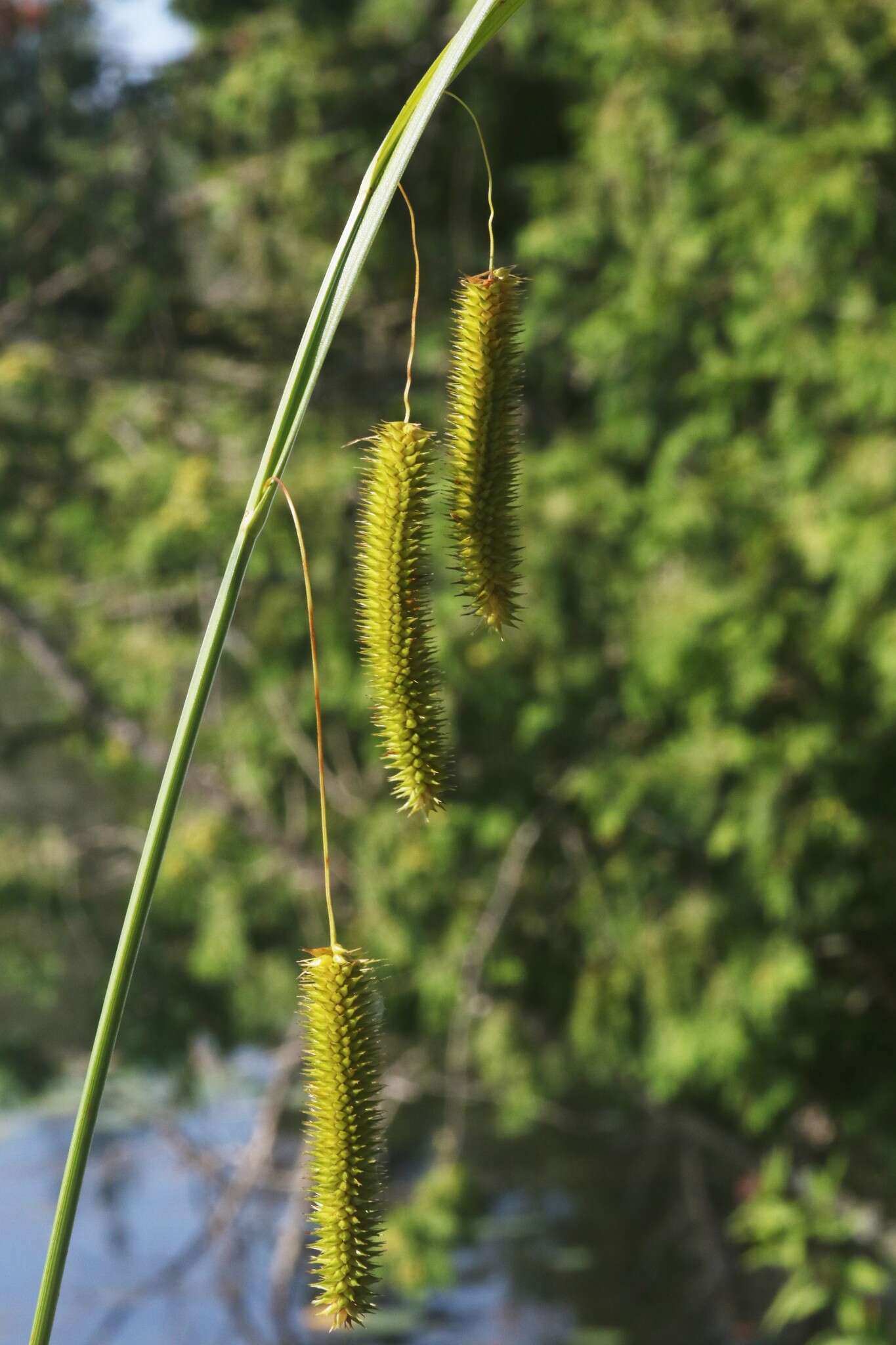 Image of Cyperus Sedge